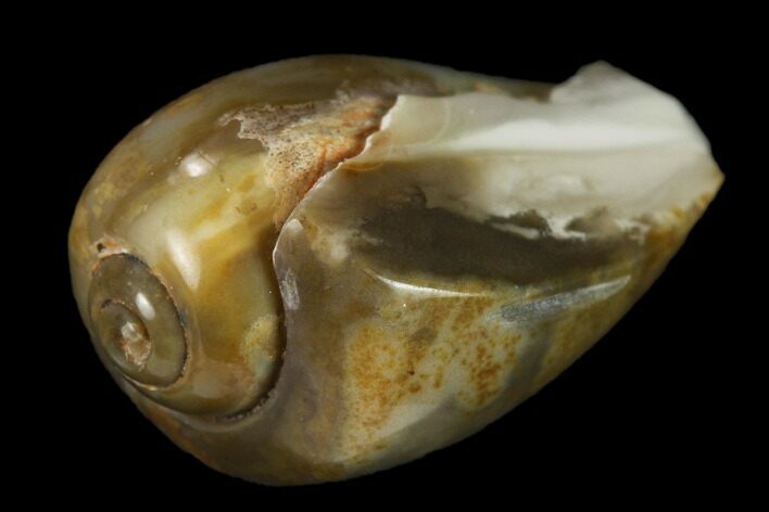 Polished, Chalcedony Replaced Gastropod Fossil - India #133516